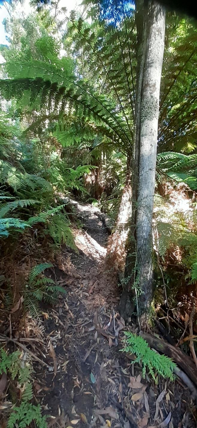 Junction gully walking trail, tree fern forest
